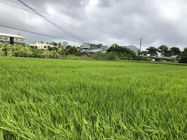 台中西屯農地-4