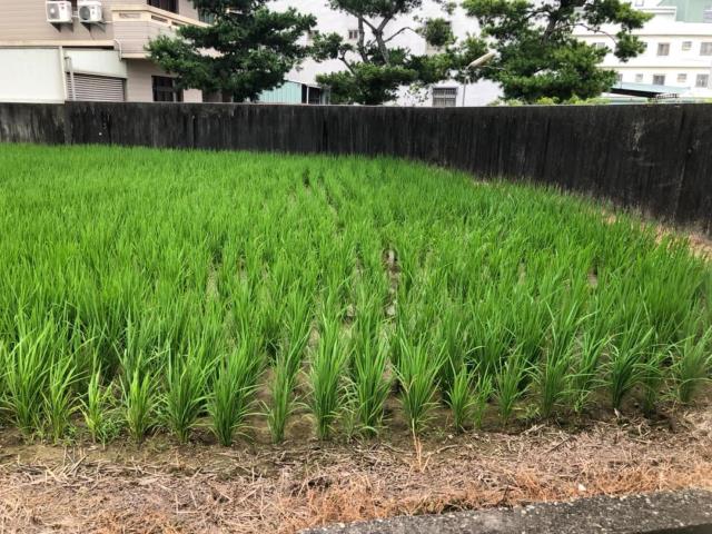 台中大雅農地-0