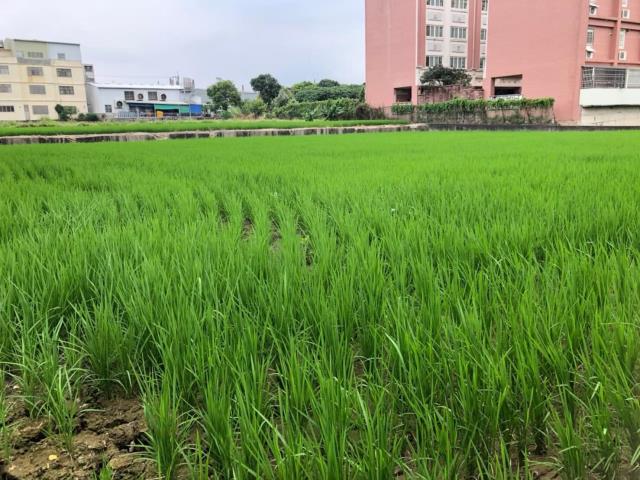 台中大雅農地-1