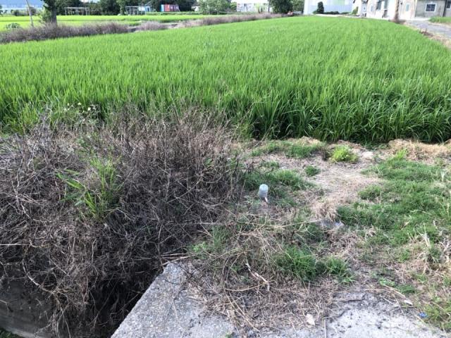 大雅農地-1