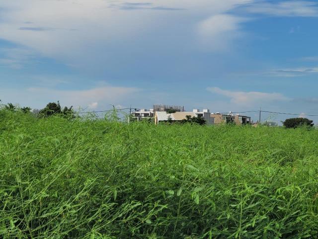 台中大雅農地-1