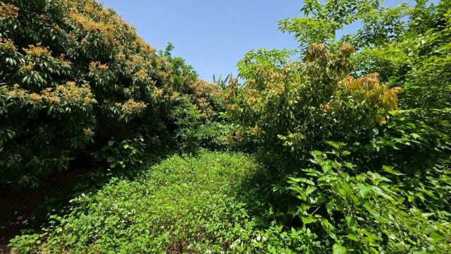 台中神岡農地-3