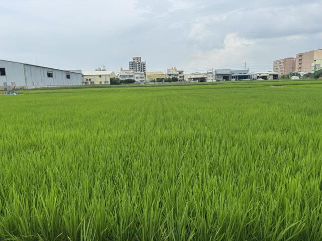 大雅農地-2