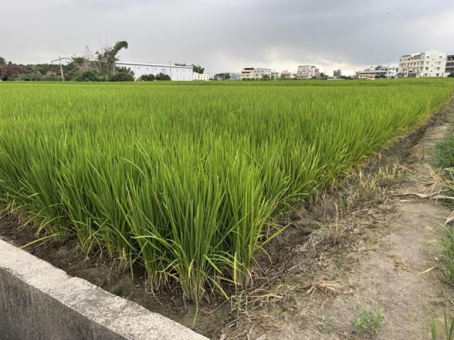 台中大雅農地-0