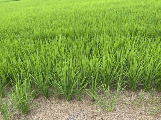 台中大雅農地-0