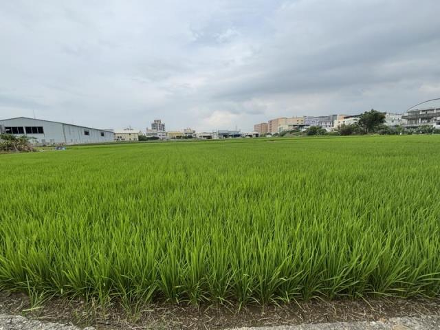 台中大雅農地-1