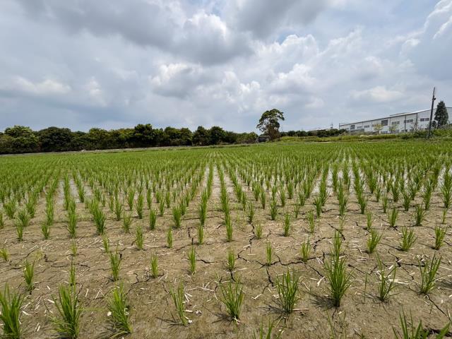 台中神岡農地-3